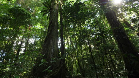 Massive-tree-in-amazonian-forest-French-Guiana.-Deep-jungle,-sunlight-day-time